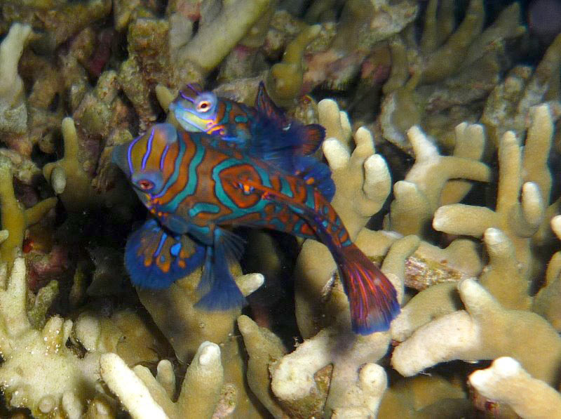 Остров Малапаскуа на Филиппинах - рай для дайвинга